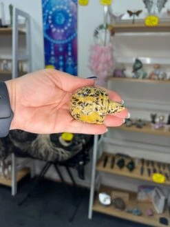 Picture Stone Jasper Turtle -Home Decor Store 150E6B56 062D 416F 8AA2 05CC87666D37