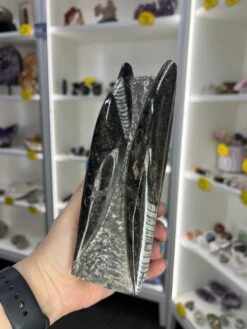 Orthoceras Tower -Home Decor Store 15A44E4B FCA7 4545 ADCE 70C5312E1175