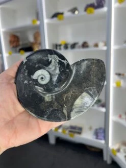 Goniatite Plate -Home Decor Store 20636B3D EFDB 43D2 8EA5 B7E1410AE22A