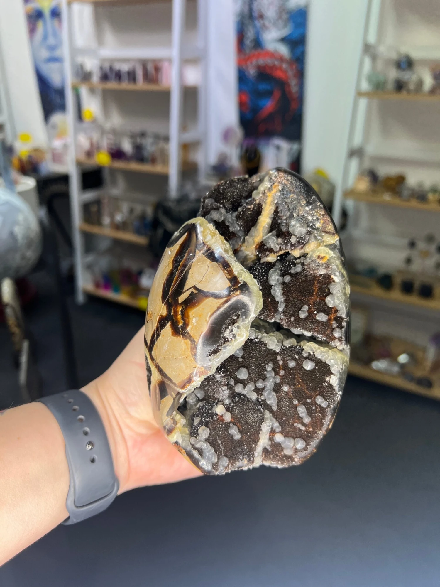 Septarian Freeform 8 Septarian Freeform - Image 6