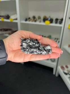 Shell Dragon Head -Home Decor Store 445F2D2E 2C23 43C5 8A1F 8A71CAE525C8