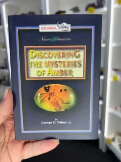 Amber Pack -Home Decor Store 4AFD9984 E9D2 43AB B975 48757DCFA962