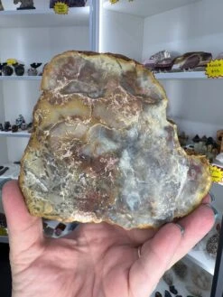 Dinosaur Poo / Coprolite -Home Decor Store 4DB11F10 D6D4 4820 A66E 2048C76DA0B6