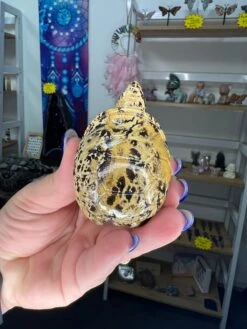 Picture Stone Jasper Turtle -Home Decor Store 51DF0998 2D7A 44C6 883A 892328F7F210