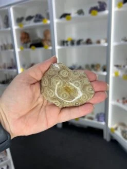 Coral Fossil -Home Decor Store 53BEFC9D E2DB 4289 8E27 B54981E5D16C