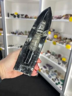 Orthoceras Totem -Home Decor Store 56A2DDBE B66E 4FDB 9EF0 A74FCF5D1D95