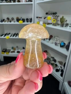 Golden Healer Mushroom -Home Decor Store 77B4F65A 63EC 41AE B202 A853C2296561