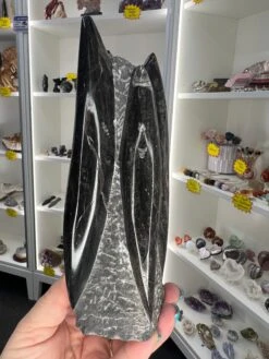 Orthoceras Tower -Home Decor Store 7DCB80D3 3523 4011 B8A7 41681497AB80