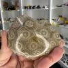 Coral Fossil
