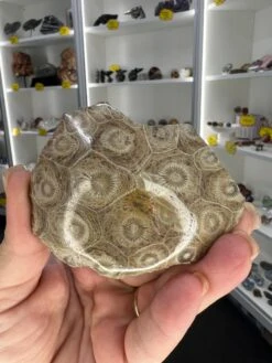 Coral Fossil