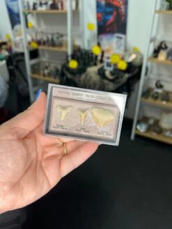 Fossil Shark Teeth Collection -Home Decor Store 93171F6E DBCF 442A B9BE 0F1C2AC5F2A7