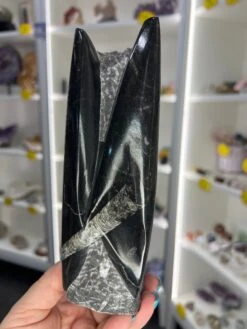 Orthoceras Tower -Home Decor Store A2460883 957F 457D A616 562E0FB3B78A