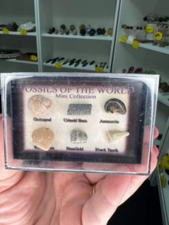 Fossils Of The World Box