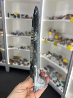 Orthoceras Totem -Home Decor Store A55014EC C843 43AE 913A 63DBA74D42FA