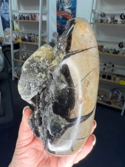 Septarian Freeform 10 Septarian Freeform -Home Decor Store CAE2C9C8 D086 4F12 9EC1 BECF9153D70F