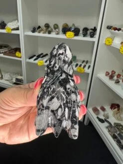 Shell Dragon Head -Home Decor Store F7C20C3A EF0B 42ED 86AB 25553BA5AB0B