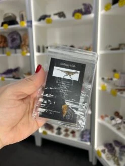 Abelisaur Tooth -Home Decor Store FE3B0B24 ACF5 45B9 8AD3 78EEAC138880